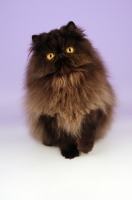 Picture of black persian, front view on light purple background