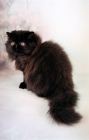Picture of black Persian kitten, back view