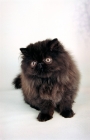 Picture of black Persian kitten