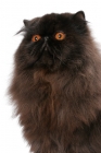 Picture of black Persian, looking up