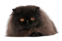 Picture of black Persian lying down on white background