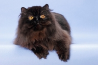 Picture of black Persian, lying down