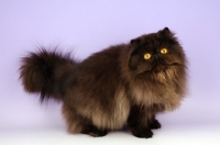 Picture of black Persian on light purple background