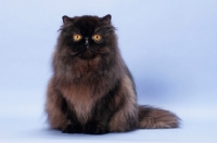 Picture of black Persian on pastel background