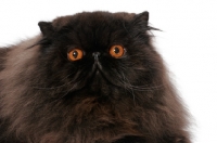 Picture of black Persian portrait