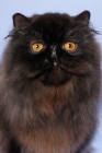 Picture of black persian portrait