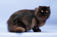 Picture of black Persian, side view