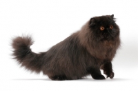 Picture of black Persian, side view