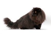 Picture of black Persian standing on white background