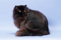 Picture of black Persian
