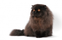 Picture of black Persian