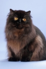 Picture of black Persian