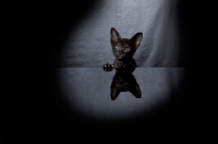 Picture of black Peterbald kitten behind table, reflection, 7 weeks