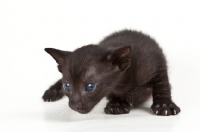 Picture of black Peterbald kitten, blue eyes