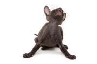 Picture of black Peterbald kitten crying out