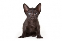 Picture of black Peterbald kitten, front view