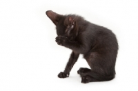 Picture of black Peterbald kitten hiding