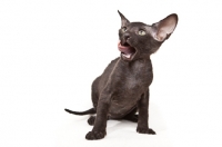 Picture of black Peterbald kitten licking lips