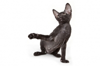 Picture of black Peterbald kitten looking relaxed