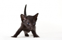 Picture of black Peterbald kitten, looking away