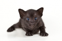 Picture of black Peterbald kitten, lying down
