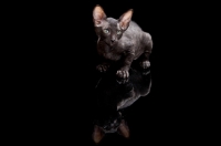 Picture of black Peterbald kitten on black background