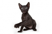 Picture of black Peterbald kitten, one leg up