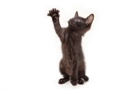Picture of black Peterbald kitten, reaching
