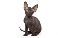 Picture of black Peterbald kitten sitting