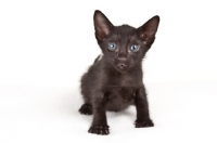 Picture of black Peterbald kitten staring at camera