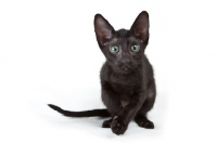Picture of black Peterbald kitten staring at camera