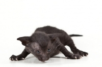 Picture of black Peterbald kitten