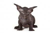 Picture of black Peterbald kitten
