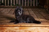 Picture of black pomeranian cross lying on deck