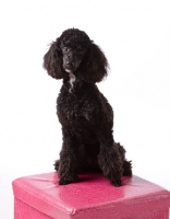 Picture of black Poodle dog on pink seat