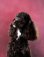 Picture of black poodle looking up on pink background