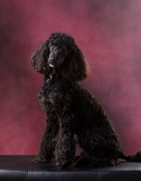 Picture of black poodle sitting in studio