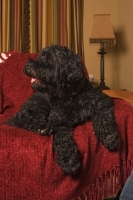 Picture of black Portuguese Water Dog at home