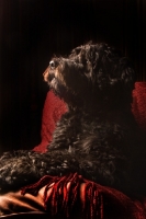 Picture of black Portuguese Water Dog in studio