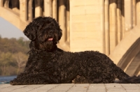 Picture of black Portuguese Water Dog, lying down