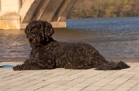 Picture of black Portuguese Water Dog lying ner bridge