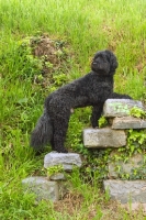 Picture of black Portuguese Water Dog on steps