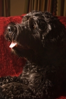Picture of black Portuguese Water Dog portrait