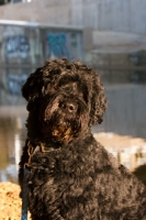 Picture of black Portuguese Water Dog, portrait