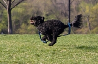 Picture of black Portuguese Water Dog running