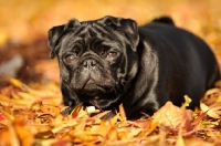 Picture of black pug in autumn leaves