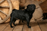 Picture of black Pug in barn