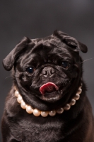 Picture of black Pug wearing necklace