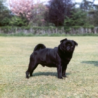 Picture of black pug