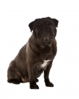 Picture of black pug